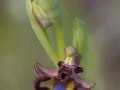 Spiegelorchis, Ophrys speculum, Extremadura