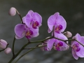 Phalaenopsis, Orchideeënhoeve
