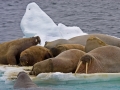 Walrussen 1000